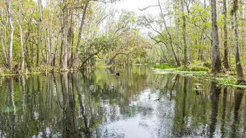 foto do belo rio suwannee e da floresta gêmea do estado de rvers na flórida na primavera durante o dia