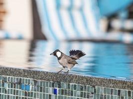 foto de pássaro sentado na borda da piscina em dubai