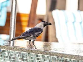 foto de pássaro sentado na borda da piscina em dubai