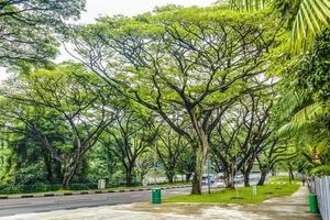 cena de árvores típicas de beco em singapura durante o dia foto