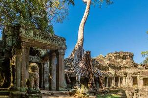 foto de árvores da selva superando as ruínas de angkor wat no camboja no verão
