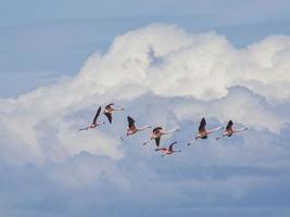 foto de um grupo de flamingos voadores em frente a um impressionante cenário de nuvens