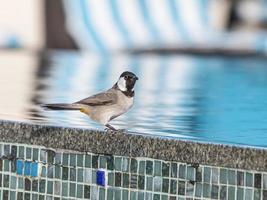 foto de pássaro sentado na borda da piscina em dubai