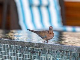 feche a foto de uma bela pomba colorida sentada na borda da piscina