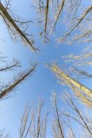 tiro olhando para cima dentro da floresta no inverno com árvores de folha caduca sob o céu azul foto