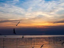 bando de pássaros voa acima da superfície do mar. pássaro voando de volta ao ninho no mar natural e fundo do céu dourado durante o belo pôr do sol. foto