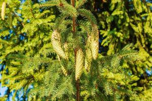 cones verdes frescos de abeto europeu ou picea abies em latim nos ramos. foto