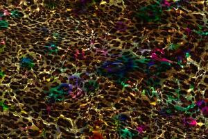 fundo geométrico abstrato, design de superfície geométrica colorida, fundo de textura holográfica, textura gradiente de leopardo multicolorido, fundo líquido de mármore abstrato, textura líquida brilhante multicolorida foto
