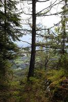 viajar para sankt-wolfgang, áustria. as árvores verdes na floresta de montanhas. foto