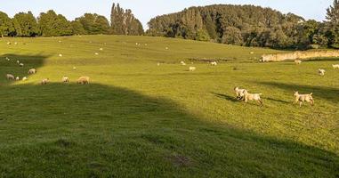 ovelhas na cidade de chipping campden, em cotswolds, inglaterra. foto