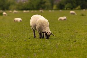 ovelhas no campo na antiga cidade rural de lacock, inglaterra. foto