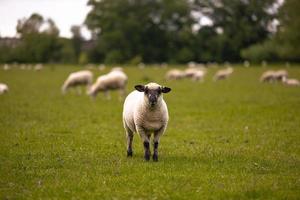 ovelhas no campo na antiga cidade rural de lacock, inglaterra.