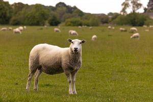 ovelhas no campo na antiga cidade rural de lacock, inglaterra. foto