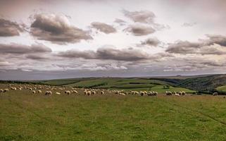 ovelhas nos campos da Cornualha, Inglaterra. foto