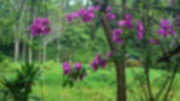 lindas flores buganvílias no fundo das árvores verdes foto