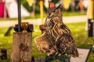 pássaro coruja em uma feira medieval no épico castelo medieval de arundel, inglaterra. foto