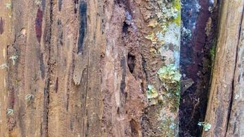 incrível textura de casca de madeira como plano de fundo foto