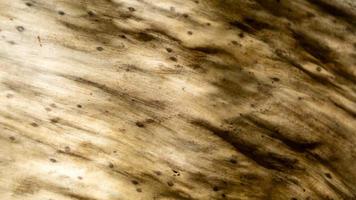 textura de folha de bananeira seca como plano de fundo foto