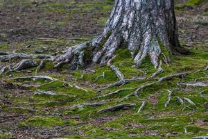 raízes de árvores na floresta foto