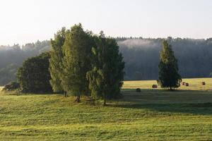 paisagens de verão letãs foto