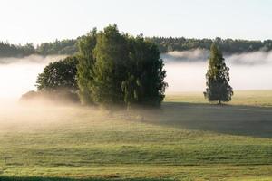 paisagens de verão letãs foto