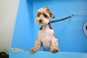 cão engraçado yorkshire terrier com pele molhada em pé em um banheiro depois de tomar banho e lavar no salão de beleza. higiene profissional, bem-estar, procedimentos de spa do conceito de animais. ideia de cuidados com animais de estimação. fechar-se foto