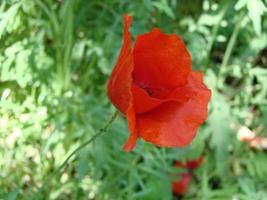 flores de papoula vermelhas com uma abelha e campos de trigo no fundo. papaver rhoeas de papoula comum foto