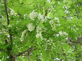 ramo de acácia robinia pseudoacacia floresce abundantemente com flores brancas. falsa acácia. foto