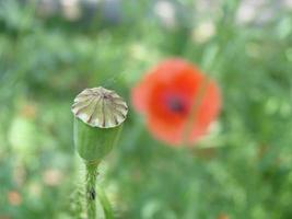 flores de papoula vermelhas com uma abelha e campos de trigo no fundo. papaver rhoeas de papoula comum foto