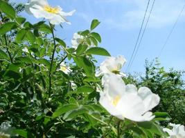 rosa multiflora rosa japonesa. pequeno grupo de rosas selvagens multiflora foto