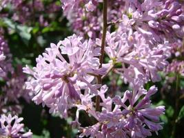 ramo de flores lilás roxas, syringa vulgaris. fundo de plantas florescendo lírio contra o céu azul. foto