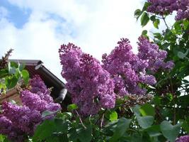 ramo de flores lilás roxas, syringa vulgaris. fundo de plantas florescendo lírio contra o céu azul. foto