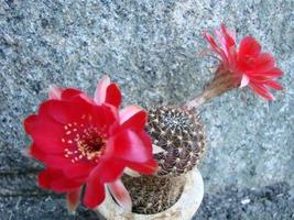 grande flor vermelha no cacto ouriço em uma panela em casa. duas flores ao mesmo tempo, florescendo planta espinhosa foto