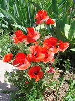 flores de papoula vermelhas com uma abelha e campos de trigo no fundo. papaver rhoeas de papoula comum foto