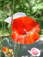 flores de papoula vermelhas com uma abelha e campos de trigo no fundo. papaver rhoeas de papoula comum foto