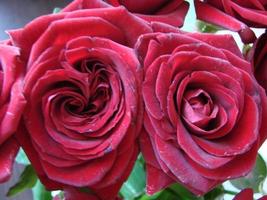 fundo de rosas vermelhas. textura de flores vermelhas. vista superior em rosas vermelhas. close-up, tiro recortado. beleza da natureza. foto