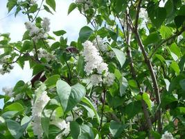 ramo de flores lilás roxas, syringa vulgaris. fundo de plantas florescendo lírio contra o céu azul. foto