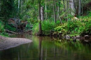 rio pequeno da floresta no verão com fundo verde foto