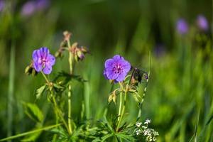 Prado Cransbill na floresta foto