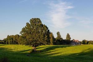 paisagens de verão letãs foto