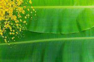 flores de fístula de cássia no fundo da folha de bananeira verde foto