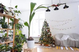 coqueiro em uma panela em casa como presente de natal e ano novo. casa verde, cuidado e cultivo de plantas tropicais foto