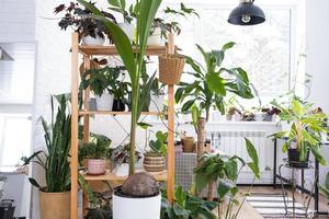 coqueiro em uma panela em casa no interior. casa verde, cuidado e cultivo de plantas tropicais foto