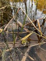 fotografia de sapo, animal na natureza, foto de sapo, vida selvagem, jpg, anfíbios