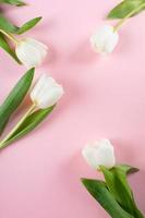 dia das mães, conceito de dia da mulher. tulipas brancas em fundo rosa. cartão mínimo. postura plana