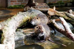 o castor que tomava banho em sua jaula. foto