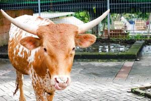 uma vaca de chifres longos que está comendo grama em seu cercado pela manhã. foto