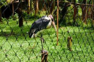 foco seletivo da garça tong-tong que está em sua gaiola e forrageando. foto