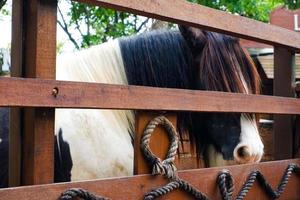 o cavalo que tinha cabelos compridos para cobrir os olhos estava parado em seu estábulo. foto