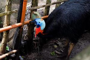 foco seletivo de pássaros casuar em pé em suas gaiolas. foto